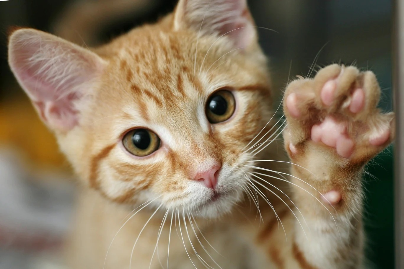 Paws and Claws: The Importance of Regular Cat Nail Care